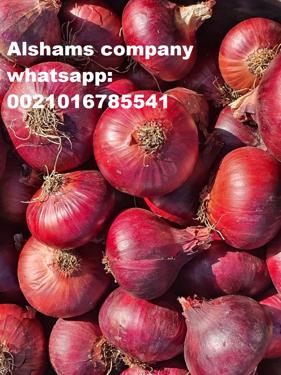 Public product photo - Alshams company for general import and export 💥
We would like to offer our product
#Fresh_onions
Origin:Egypt
Size :40 up
Quality :Class 1
Packing :25 kg per bag
For more information contact With us :
Email: alshams.info@yahoo.com
Whatsapp: 00201016785541
mrs-donia mostafa 
salesmanager
